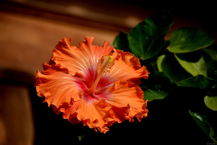 Bloemen Icod de los Vinos / Tenerife (Spanje) 