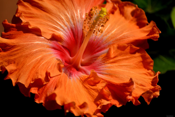 Bloemen Icod de los Vinos / Tenerife (Spanje) 