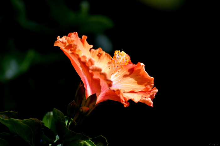 Flowers Icod de los Vinos / Tenerife (Spain) 