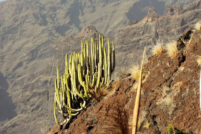 Cactus Acantilados De Los Gigantes / Tenerife (Spanje) 