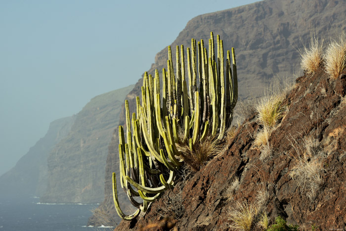 Cactus Acantilados De Los Gigantes / Tenerife (Espagna) 