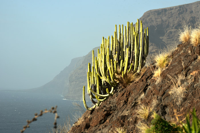 Cactus Acantilados De Los Gigantes / Tenerife (Spanje) 