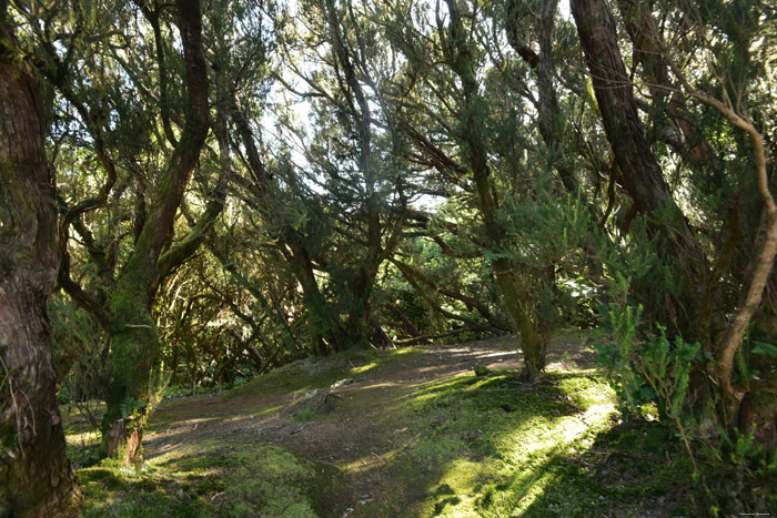Forêt Camino De Jardina / Tenerife (Espagna) 