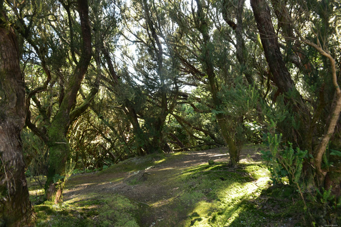 Forest Camino De Jardina / Tenerife (Spain) 