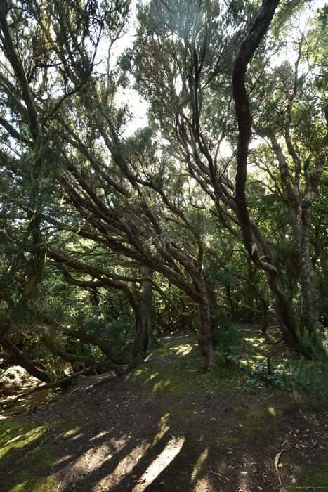 Forest Camino De Jardina / Tenerife (Spain) 