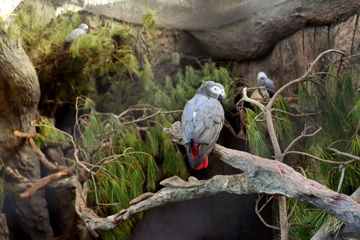 Vogelpark (Loro Parc) Punta Brava  in Puerto de la Cruz / Tenerife (Spanje) 