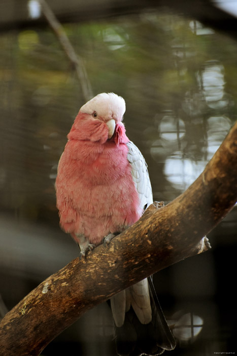Vogelpark (Loro Parc) Punta Brava  in Puerto de la Cruz / Tenerife (Spanje) 