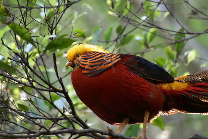 Vogelpark (Loro Parc) Punta Brava  in Puerto de la Cruz / Tenerife (Spanje) 