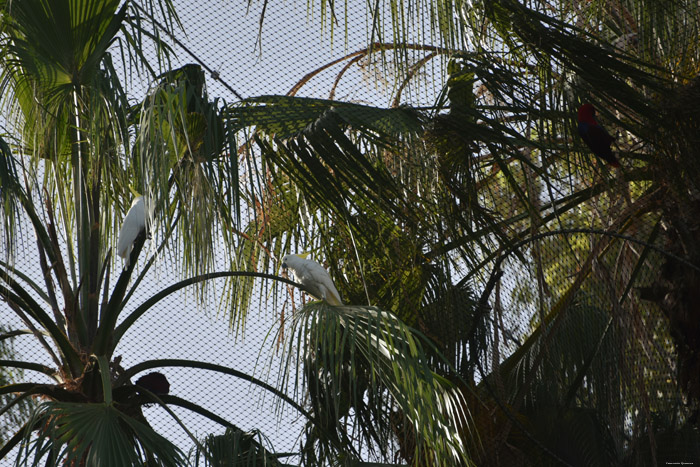 Parc Ornitologue (Loro Parc) Punta Brava   Puerto de la Cruz / Tenerife (Espagna) 