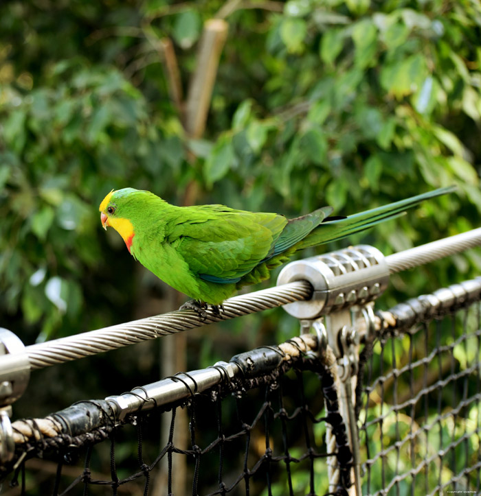 Parc Ornitologue (Loro Parc) Punta Brava   Puerto de la Cruz / Tenerife (Espagna) 