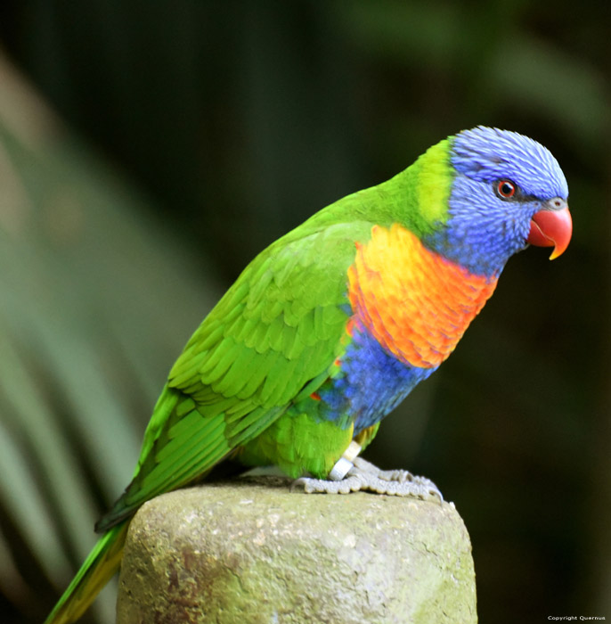 Vogelpark (Loro Parc) Punta Brava  in Puerto de la Cruz / Tenerife (Spanje) 