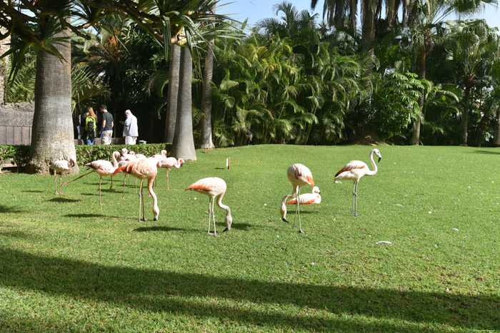 Birds Parc (Loro Parc) Punta Brava  in Puerto de la Cruz / Tenerife (Spain) 