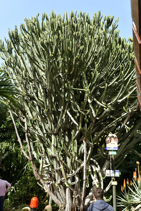 Birds Parc (Loro Parc) Punta Brava  in Puerto de la Cruz / Tenerife (Spain) 