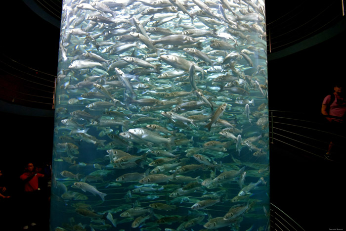 Parc Ornitologue (Loro Parc) Punta Brava   Puerto de la Cruz / Tenerife (Espagna) 