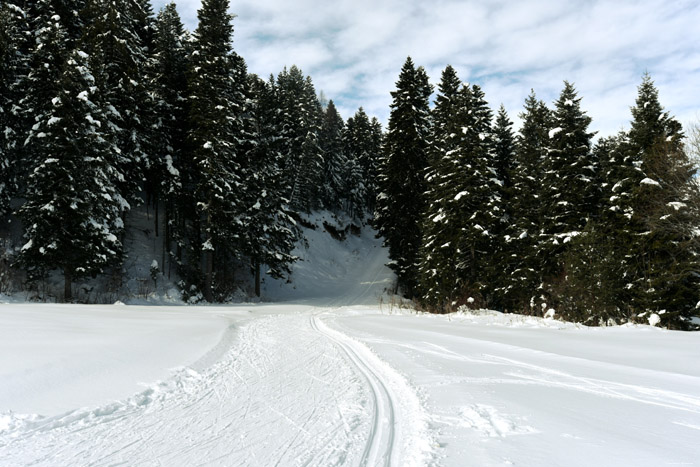 Forest in the Snow Borovets / Bulgaria 