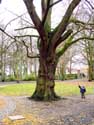 Voormalige Sint-Maartenabdij - huidige stadhuis TOURNAI / DOORNIK foto: 