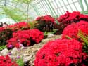 Royal Greenhouses LAKEN in BRUSSEL / BELGIUM: 