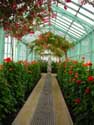 Royal Greenhouses LAKEN in BRUSSEL / BELGIUM: 