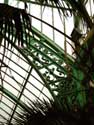 Royal Greenhouses LAKEN in BRUSSEL / BELGIUM: 