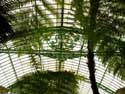 Royal Greenhouses LAKEN / BRUSSEL picture: 