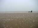 Plage OOSTENDE  OSTENDE / BELGIQUE: Vue hivernale: femme avec 3 enfants pendant que la nege tombe le 1 janvier 2004.