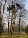 Chteau de Maurissens- Parc du UZ Pellenberg PELLENBERG / LUBBEEK photo: 