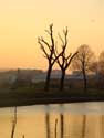 Gesnoeide bomen aan kanaal ROESELARE / BELGI: 