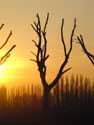 Gesnoeide bomen aan kanaal ROESELARE / BELGI: 