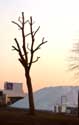 Gesnoeide bomen aan kanaal ROESELARE foto: 