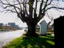 Chapel and lime-tree (in Issegem (Balegem)) OOSTERZELE / BELGIUM: 