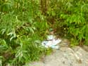 Dunes, plage et mer KOKSIJDE / BELGIQUE: Déchets laissés dans les dunes.