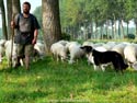 Damse Vaart BRUGGE / BELGI: Natuurlijke begrazing door schapen.