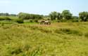 Lanscape with farmer horses DAMME / BELGIUM: 