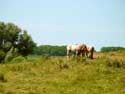 Lanscape with farmer horses DAMME / BELGIUM: 