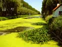 Damse Vaart DAMME / BELGIË: Uitzicht richting Sluis. De vaart is dichtgegroeid met groene waterplanten en zelfs waterlelies.