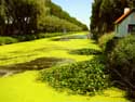 : Uitzicht richting Sluis. De vaart is dichtgegroeid met groene waterplanten en zelfs waterlelies.