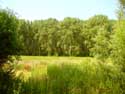 Lapperfortbos BRUGGE / BELGI: Open plek voor het bos.