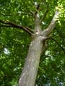 Lapperfortbos BRUGGE foto: Zicht op eeuwenoude boom.