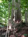 Bois de Lapperfort BRUGES photo: 