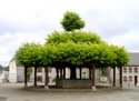 Tree from the 15th century in macon MACON in MOMIGNIES / BELGIUM: 