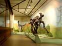 Musuem for natural sciences BRUSSELS-CITY in BRUSSELS / BELGIUM: 