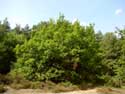 Oak with short  bole OPGLABBEEK picture: 