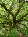 Oak with short  bole OPGLABBEEK / BELGIUM: 