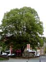 Tree next to Saint-Martin SINT-TRUIDEN picture: 