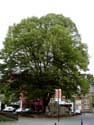 Tree next to Saint-Martin SINT-TRUIDEN / BELGIUM: 