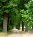 South Willemschanel with Oak trees BREE / BELGIUM: 