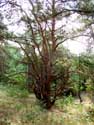 Pine OPGLABBEEK picture: 