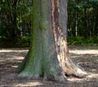 Old oak close to 1000 year old oak LUMMEN / BELGIUM: 