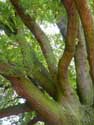 Old oak close to 1000 year old oak LUMMEN / BELGIUM: 