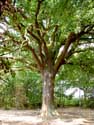 Old oak close to 1000 year old oak LUMMEN / BELGIUM: 